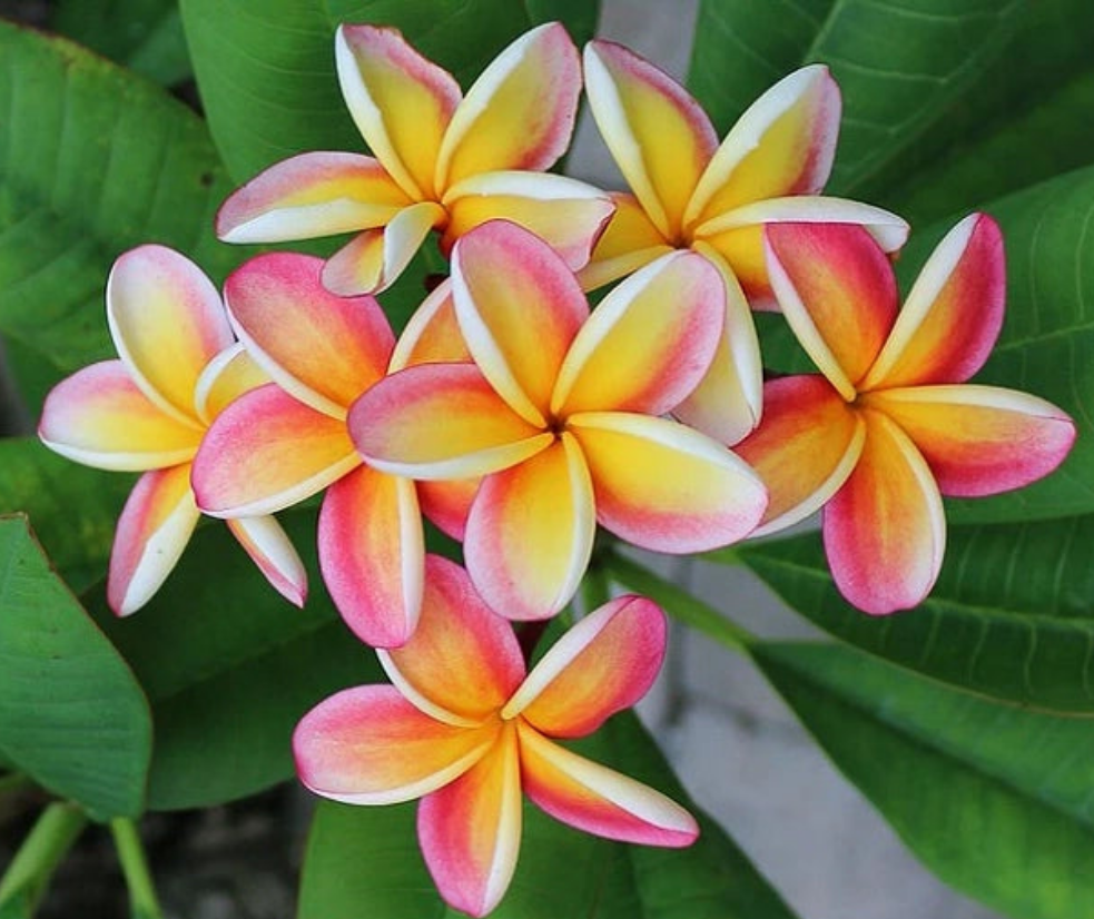 Graines fraîches de PLUMERIA RUBRA - FRANGIPANIER x 10