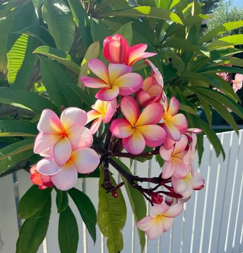 Graines de PLUMERIA RUBRA - FRANGIPANIER x 50