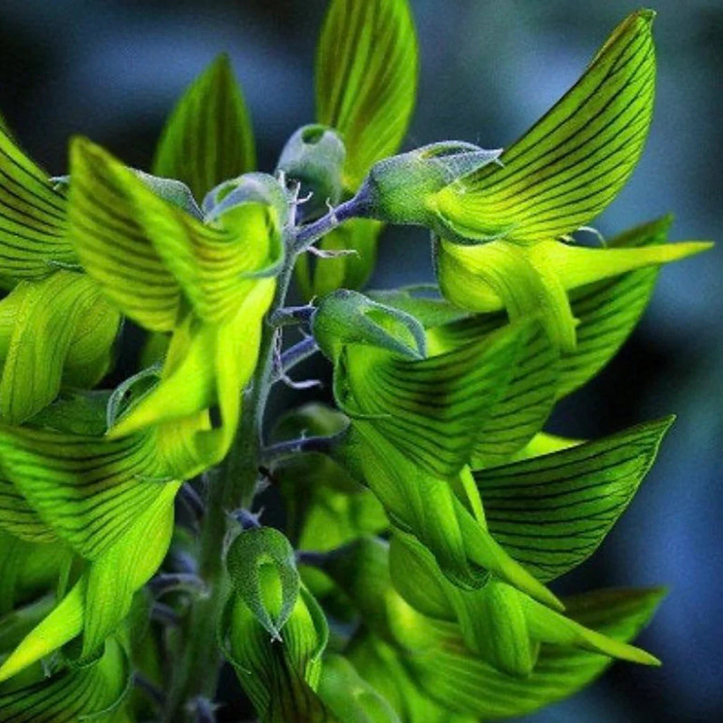 10 graines de Crotalaria Cunninghamii - Fleurs d'Oiseau Royal