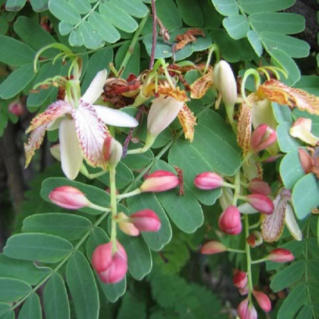 Jeune arbre Tamarinier • Tamarindus Indica