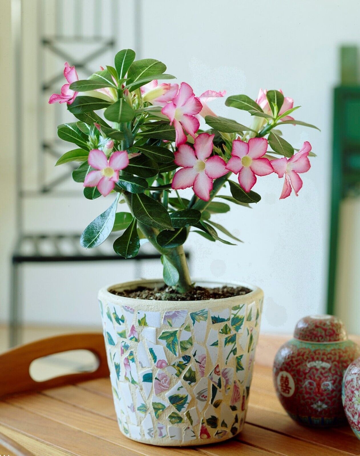 GRAINES ROSE DU DÉSERT ADENIUM OBESUM MIX COULEURS x 20