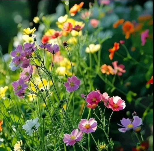 Mélange de graines pour Abeilles et Papillons