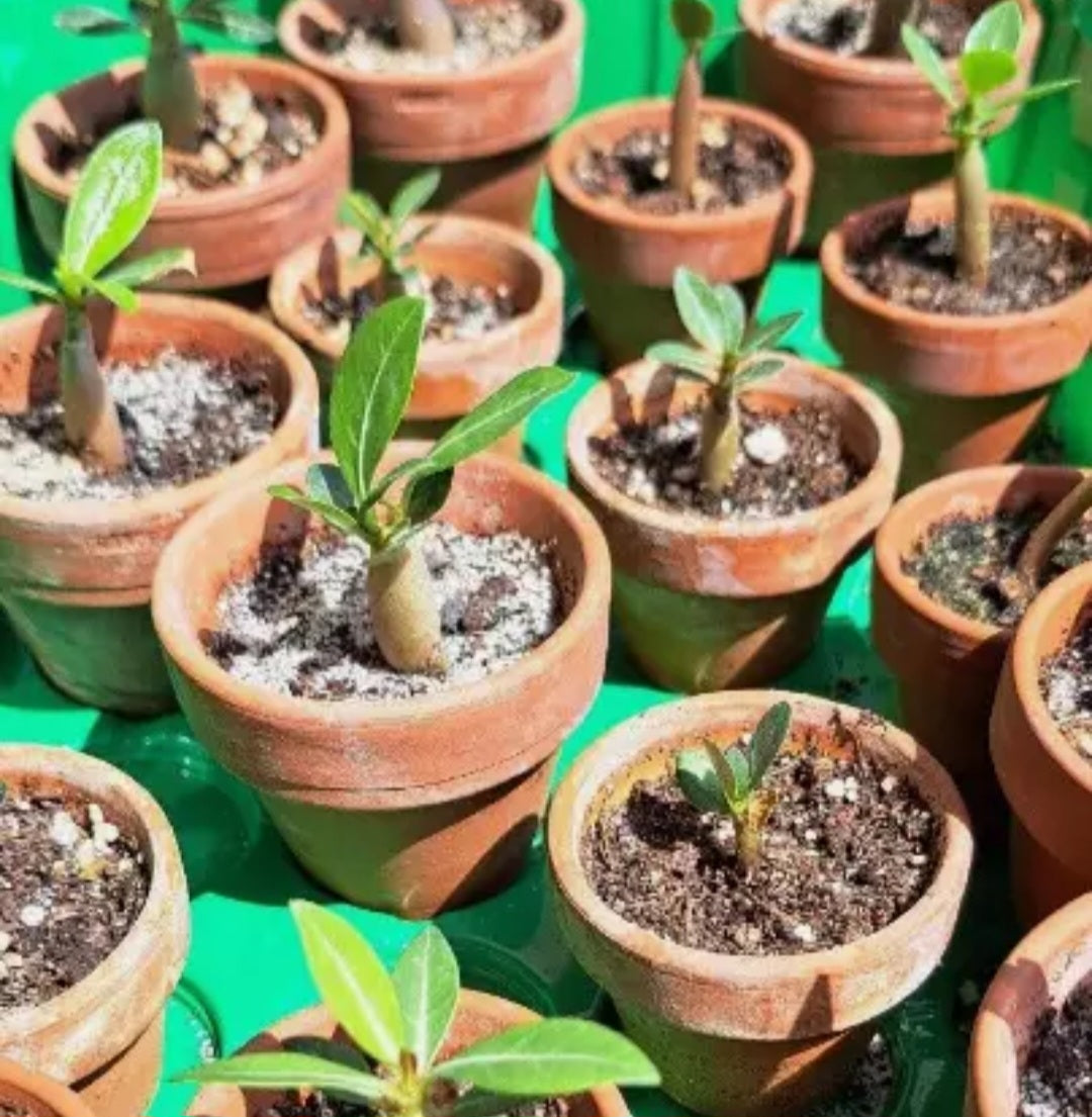 GRAINES ROSE DU DÉSERT ADENIUM OBESUM CARAMEL x 10