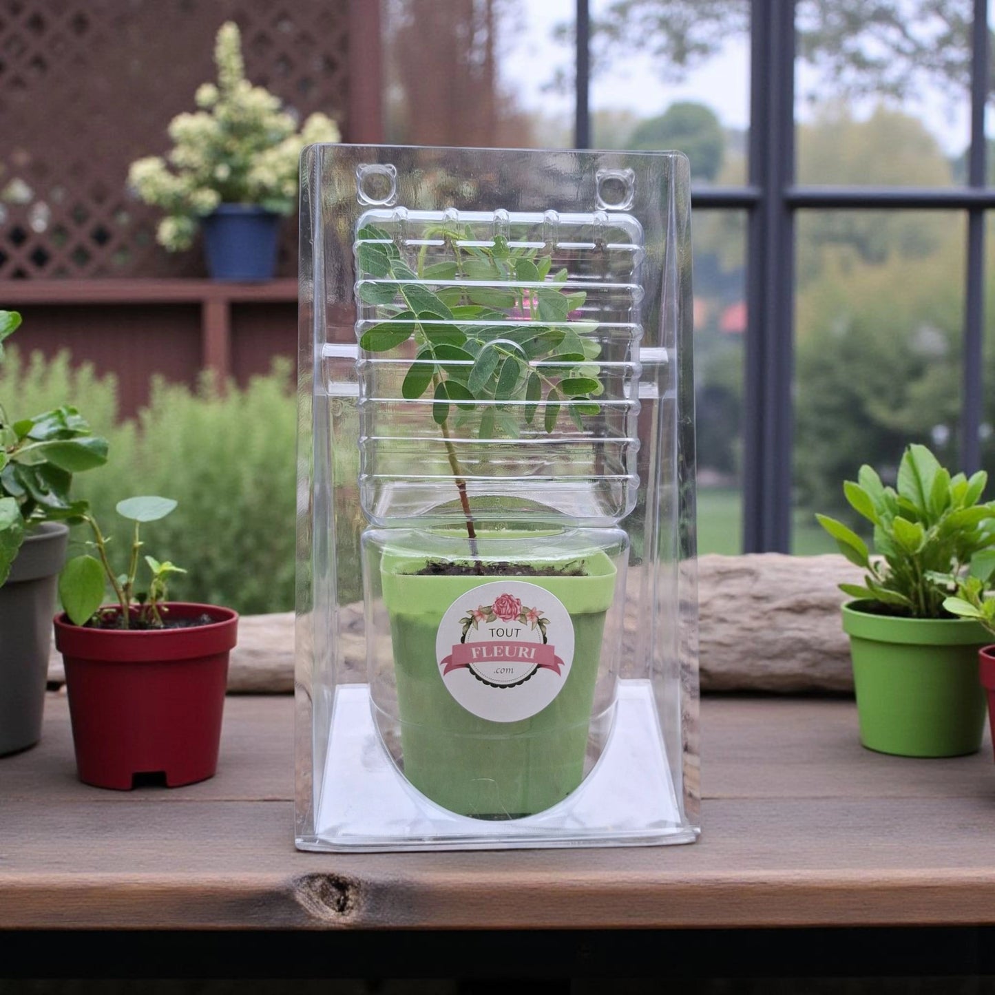 Jeune arbre Tamarinier • Tamarindus Indica