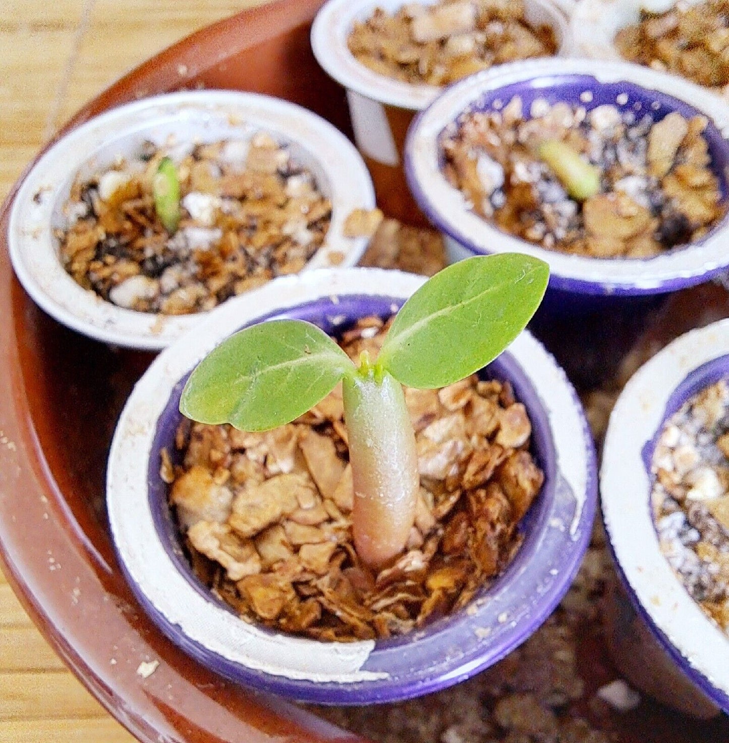 Semis d'adenium obesum ou faux baobab