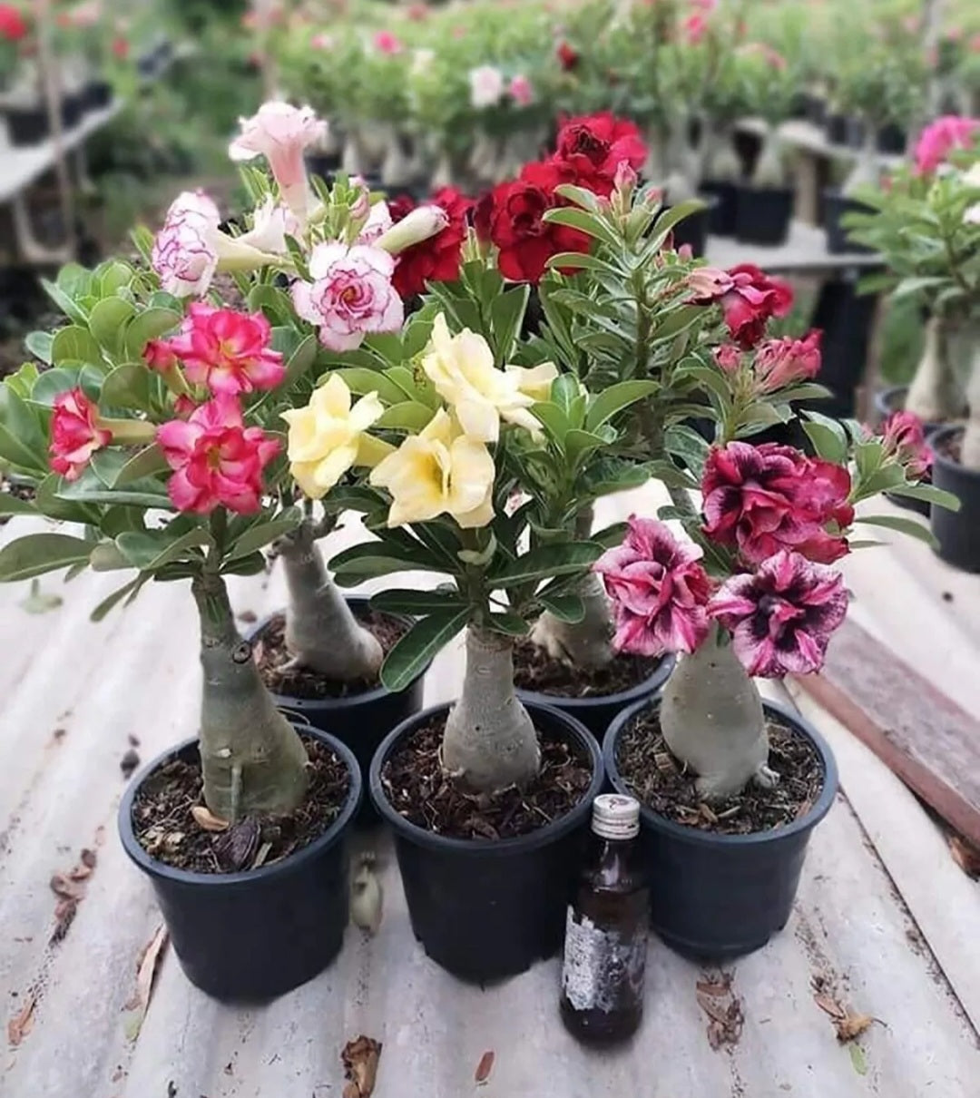 GRAINES ROSE DU DÉSERT ADENIUM OBESUM WATERFALL x 10