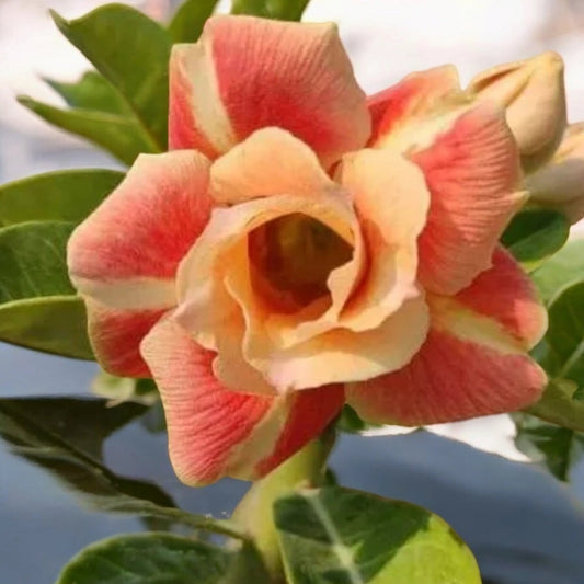 GRAINES ROSE DU DÉSERT ADENIUM OBESUM CARAMEL x 10