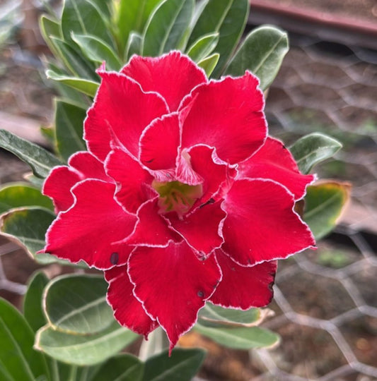 GRAINES ROSE DU DÉSERT ADENIUM OBESUM CHARMANDER x 10