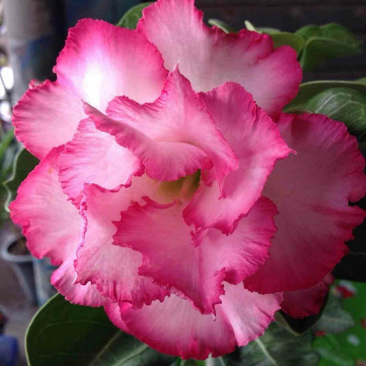 GRAINES ROSE DU DÉSERT ADENIUM OBESUM PINK ROSE x 10