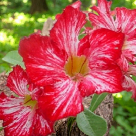 GRAINES ROSE DU DÉSERT ADENIUM OBESUM WATERFALL x 10