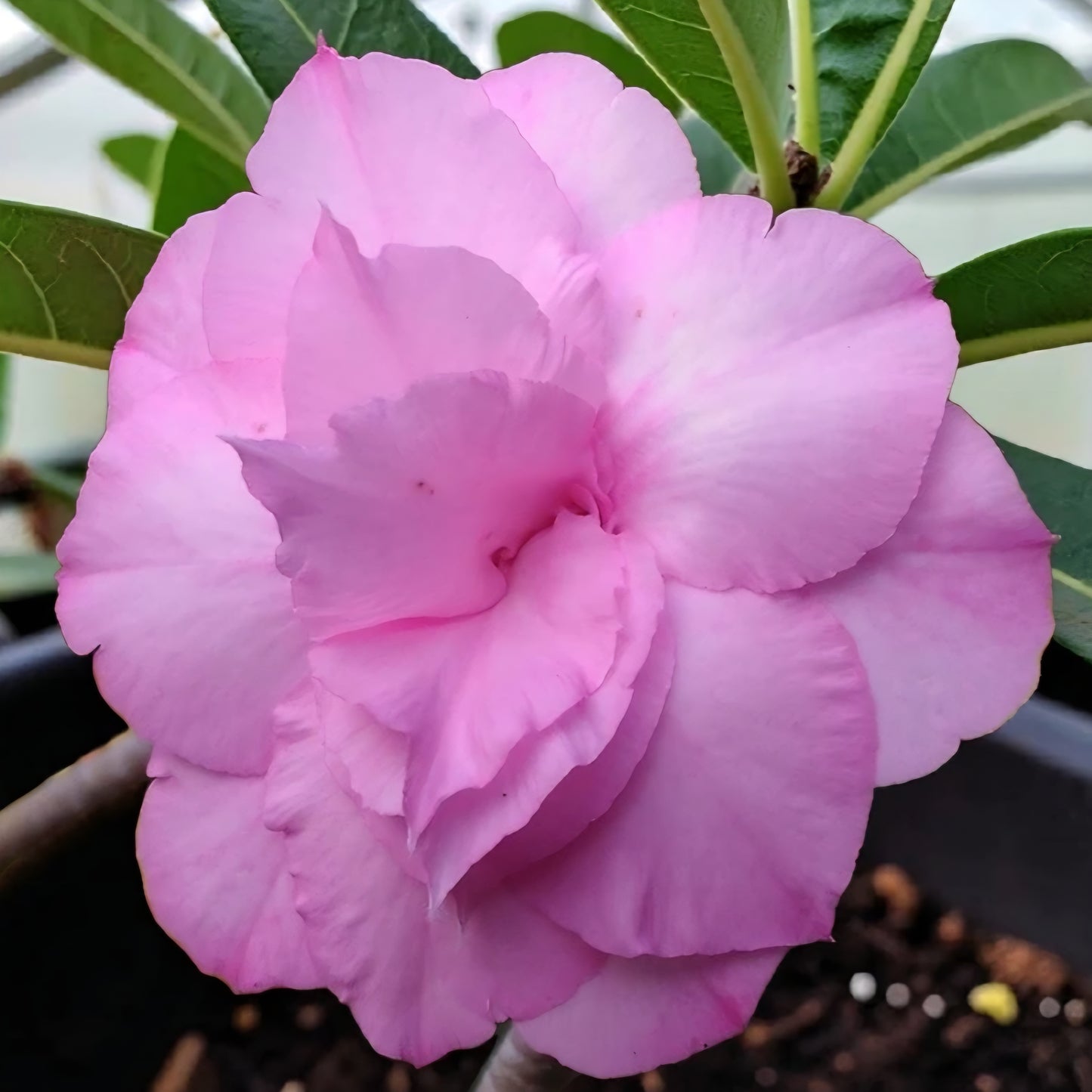 gros plan sur une fleur d'adenium obesum rose