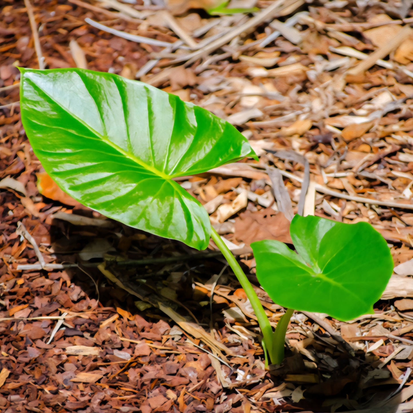 Plantule d'Alocasia Brisbanensis en pot