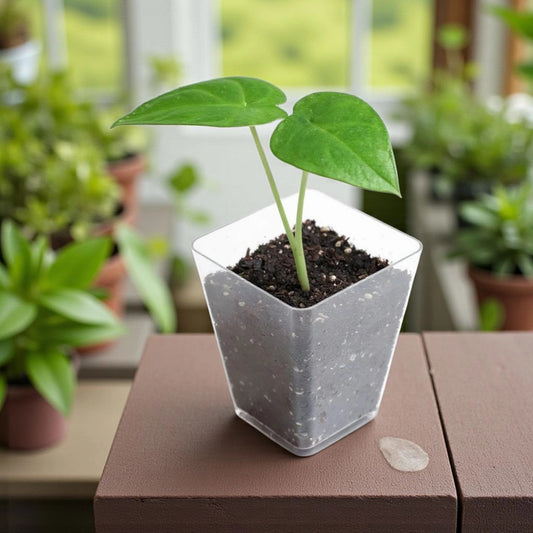 Plantule d'Alocasia Brisbanensis en pot