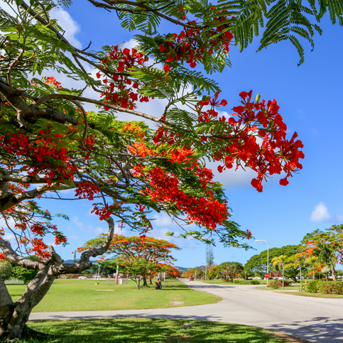 Arbre Delonix Regia flamboyant rouge en flaurs
