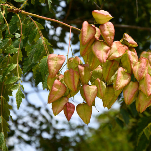 fruit de l'arbre à lanternes ou Savonnier ou Koelreuteria Paniculata