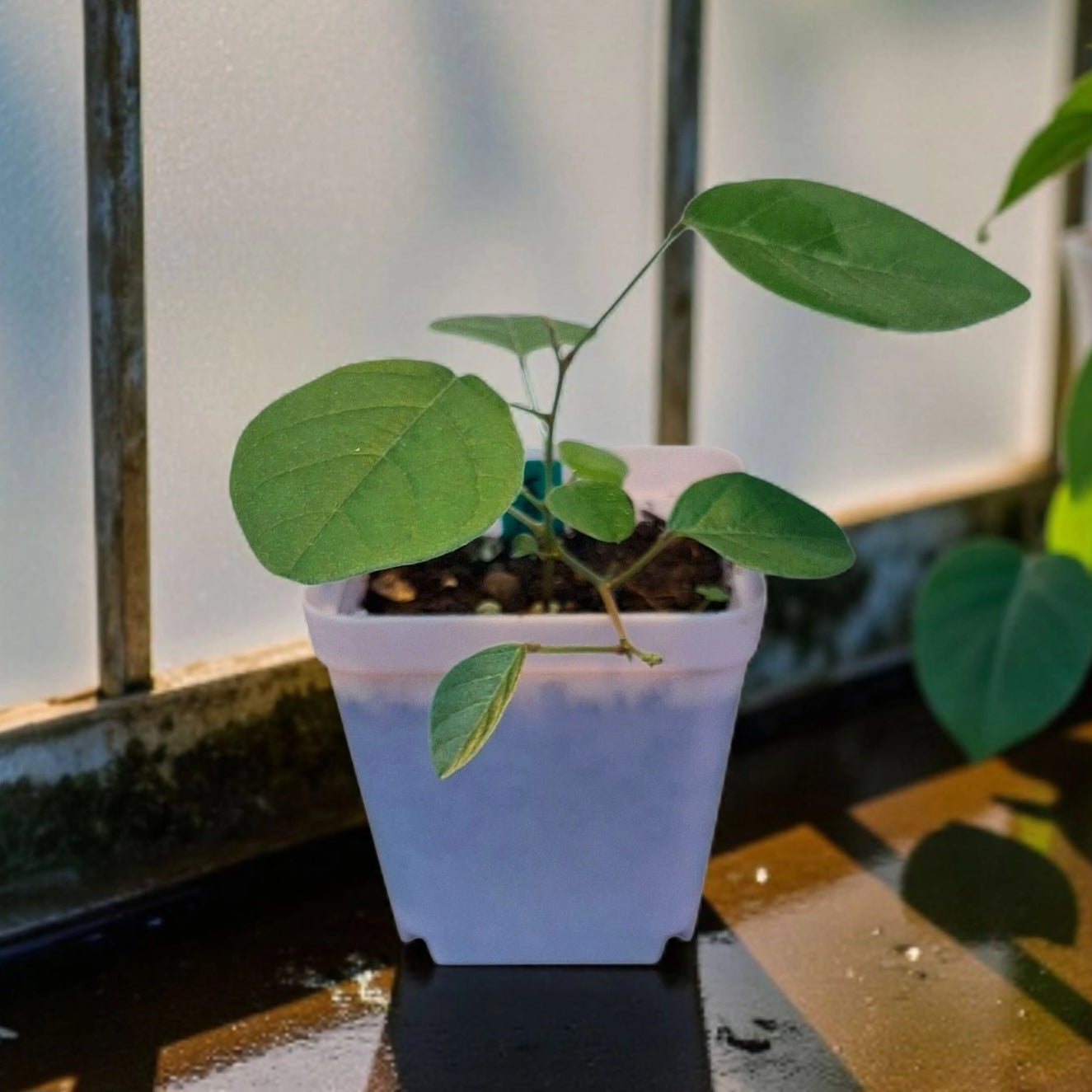 Jeune plante de Kennedia rubicunda • Pois corail rouge