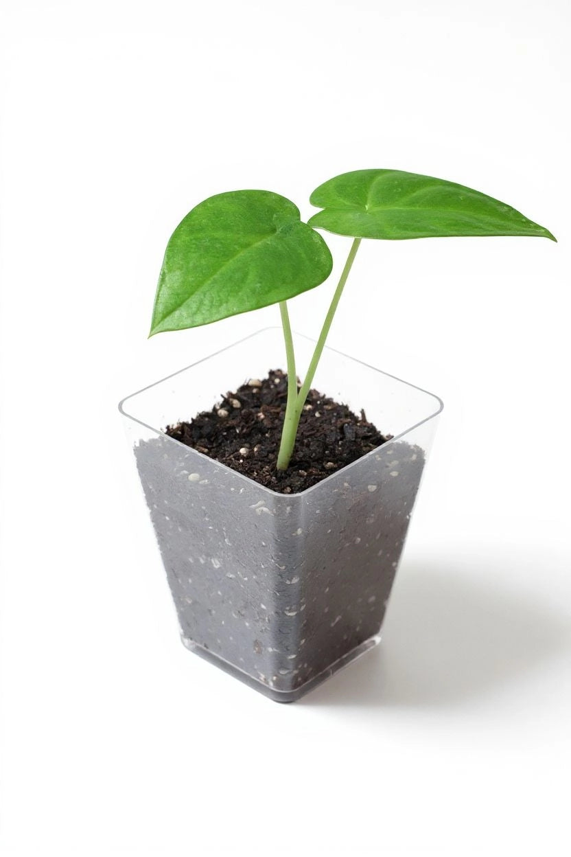 Plantule d'Alocasia Brisbanensis en pot