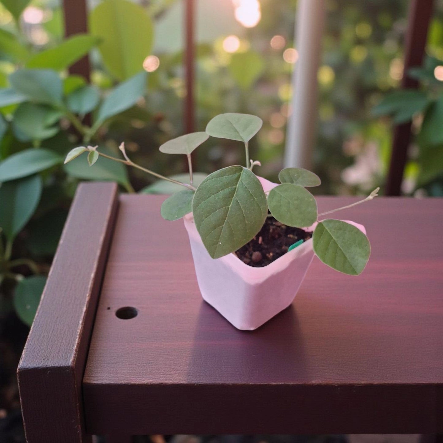 Jeune plante de Kennedia rubicunda • Pois corail rouge