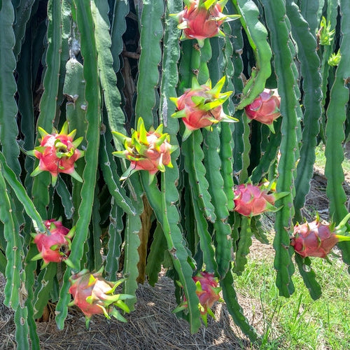 cactus fruit du dragon à chair rouge
