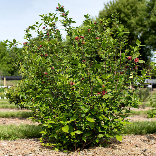 Graines de Calycanthus Floridus ou Arbre aux Anémones