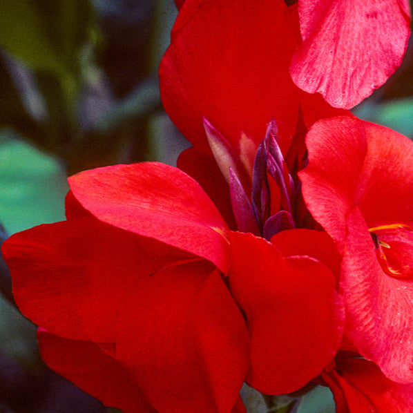 fleur de canna indica balisier rouge