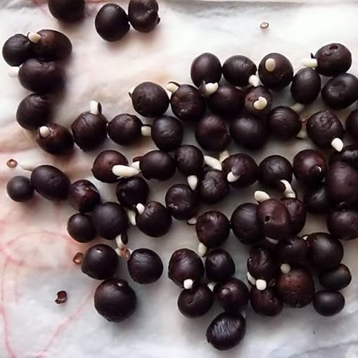 Graines de Balisier rouge