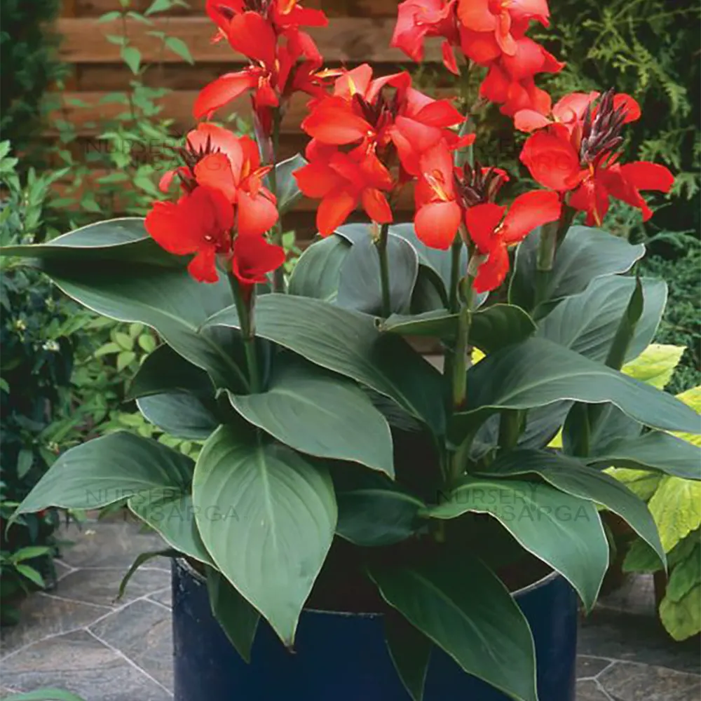 plante canna indica balisier rouge