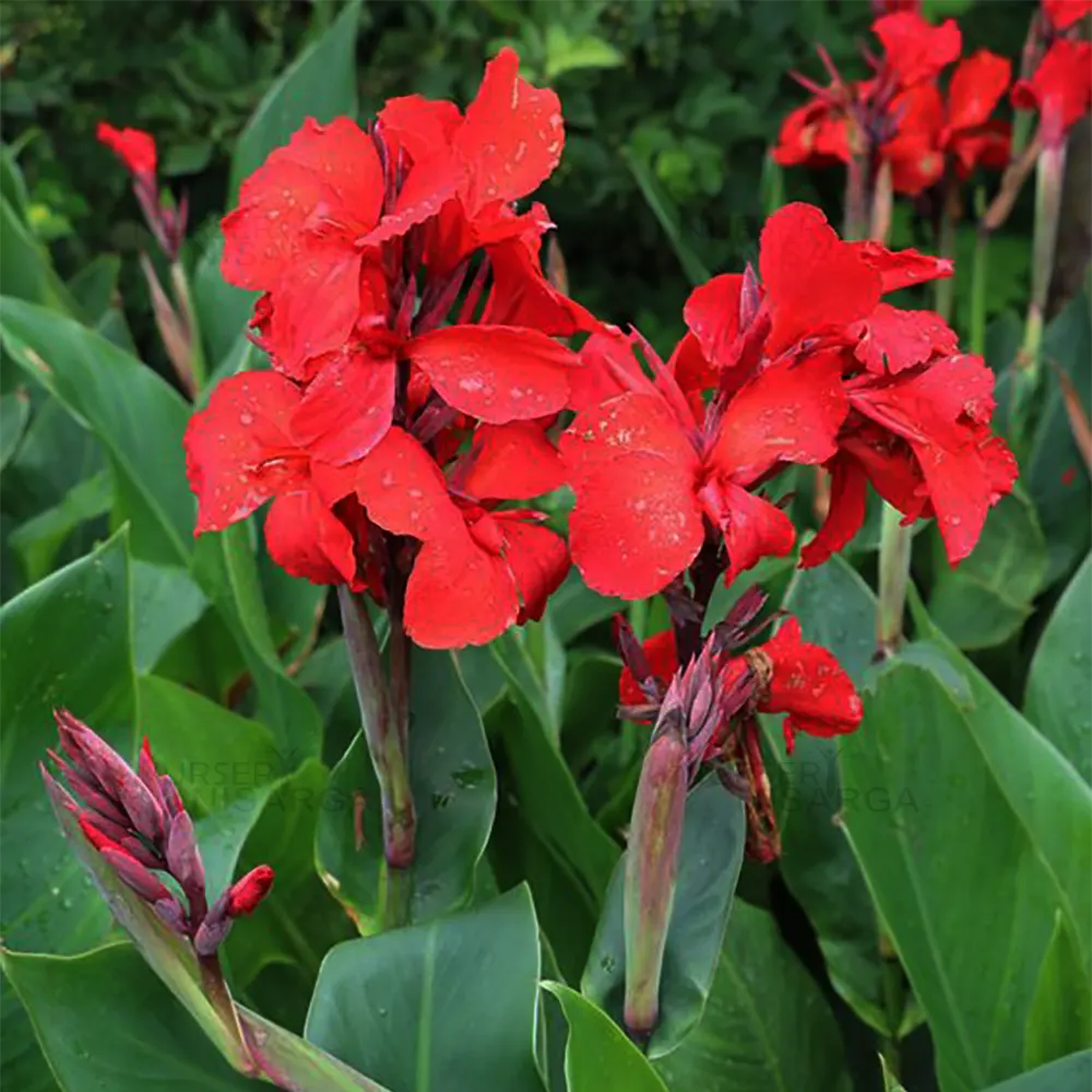 graines de Canna Indica rouge