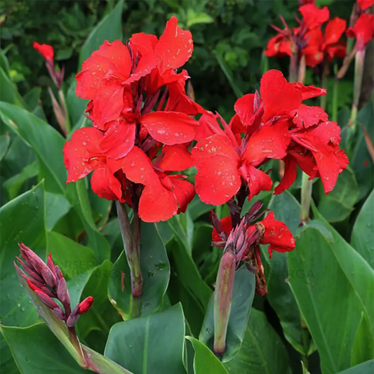 graines de Canna Indica rouge