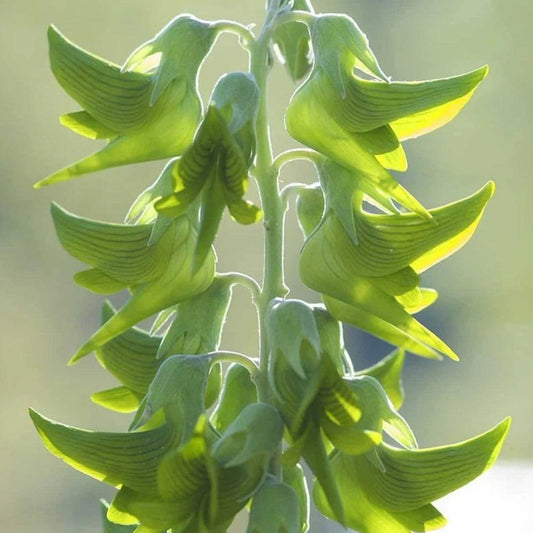 Graines déjà germées de Crotalaria Cunninghamii à mettre en pot