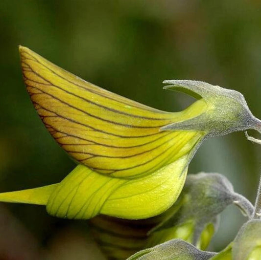 3 graines germées de Crotalaria Cunninghamii
