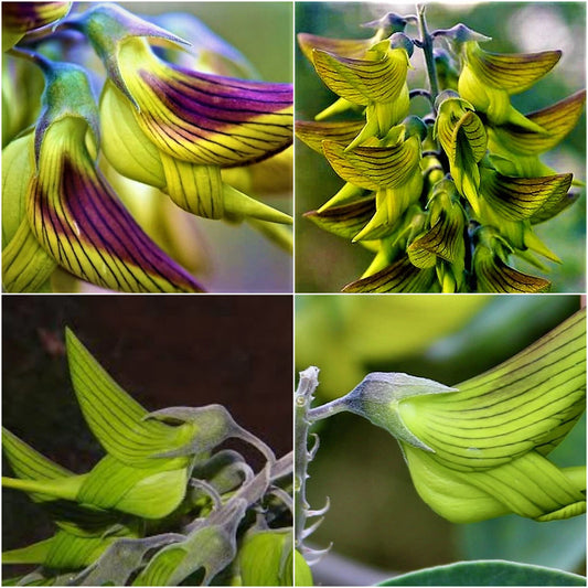 10 graines de Crotalaria Cunninghamii - Fleurs d'Oiseau Royal