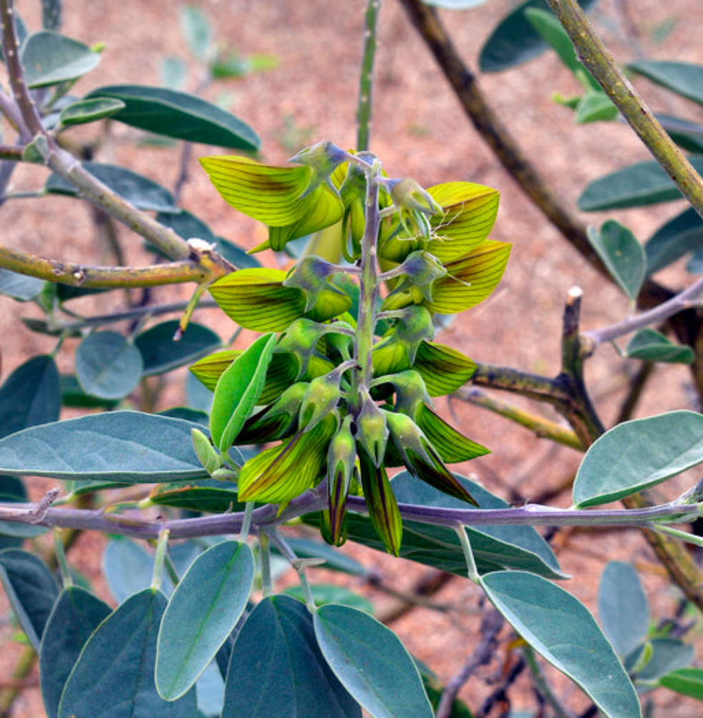 Fleurs de Crotalaria Cunninghamii