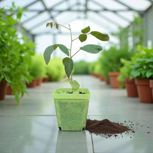 plantule de 15 cm de crotalaria cunninghamii