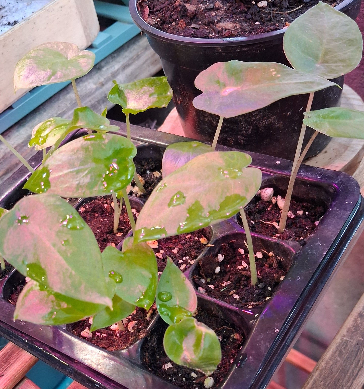 Plantule d'Alocasia Brisbanensis en pot