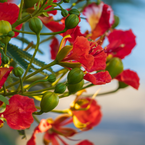 vente de graines de Delonix regia