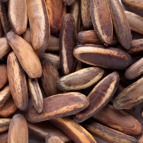 Graines de Delonis Regia flamboyant rouge en gros plan