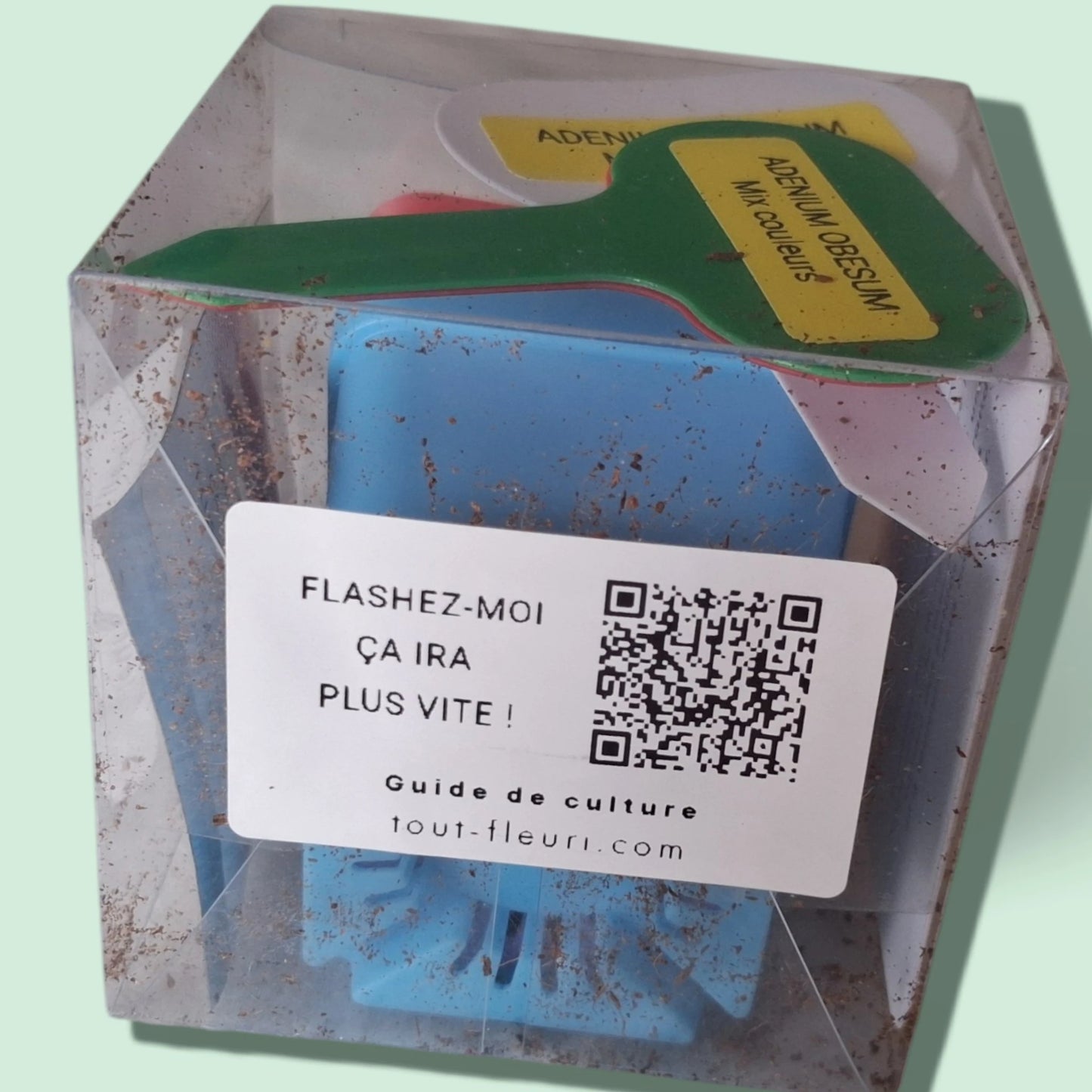 Kit de culture de l'Adenium Obesum ou Rose du Désert