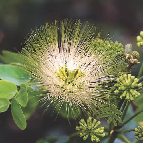 fleur de l'albizia lebbeck en gros plan