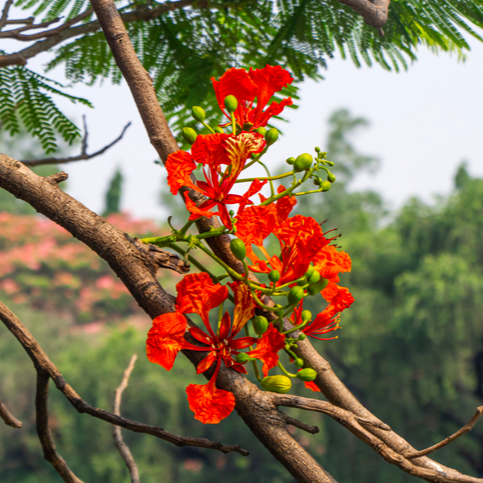 graines de Delonix regia Site de vente de graines tropiacles exotiques et rares