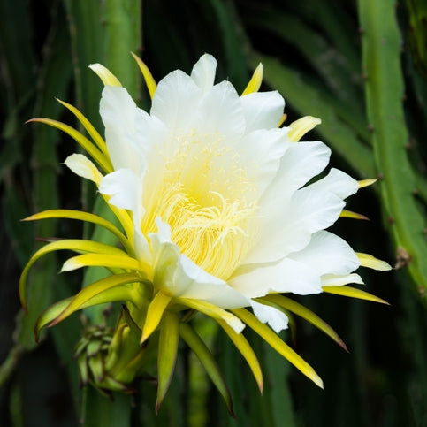 Fleur de cactus Pitaya fruit du dragon
