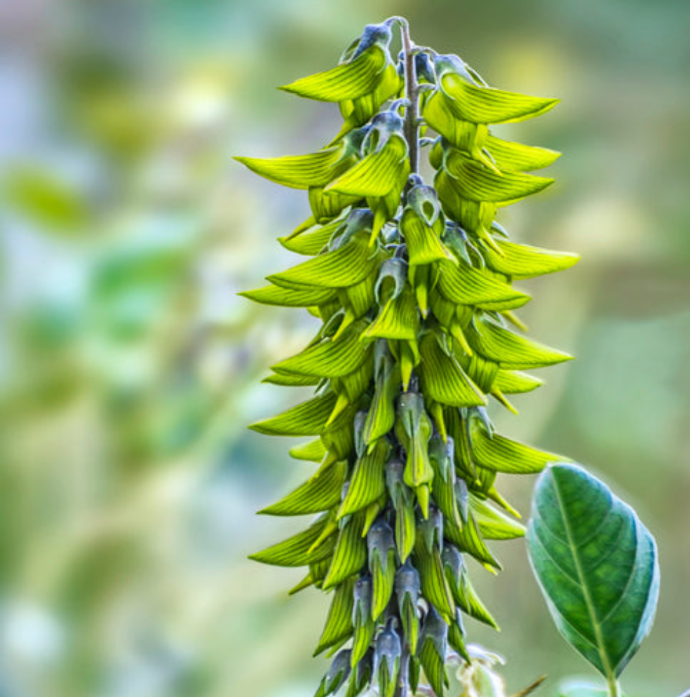 grappe de fleurs de crotalaria cunninghamii