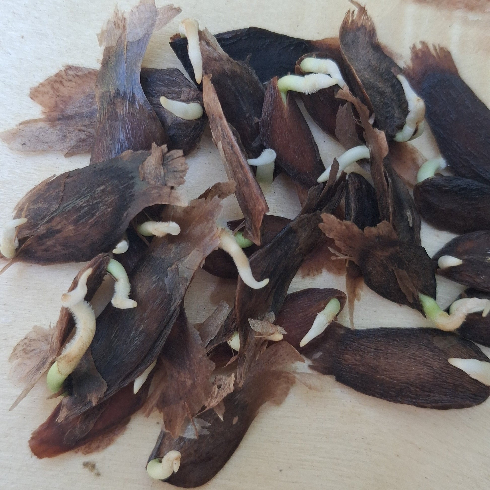 Frangipanier graines germées