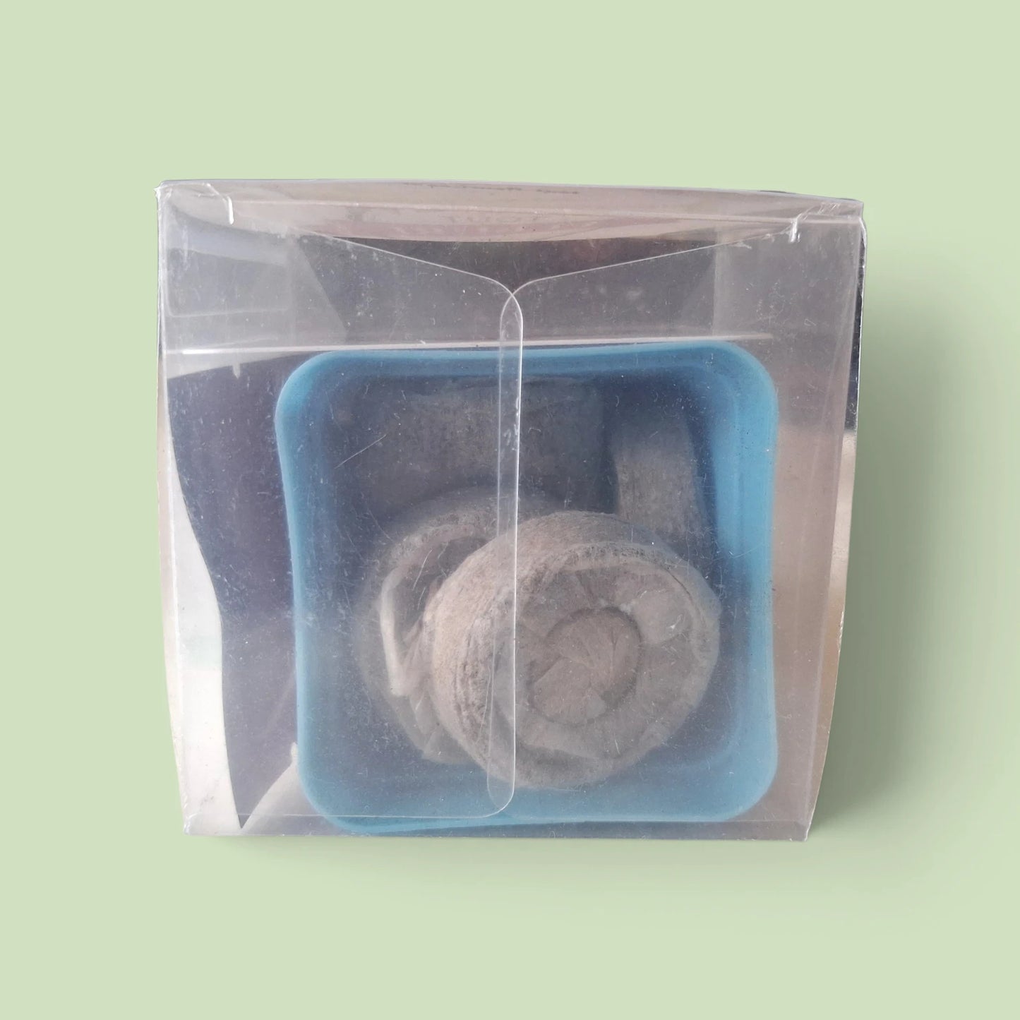 Kit de culture du Plumeria Rubra ou Frangipanier