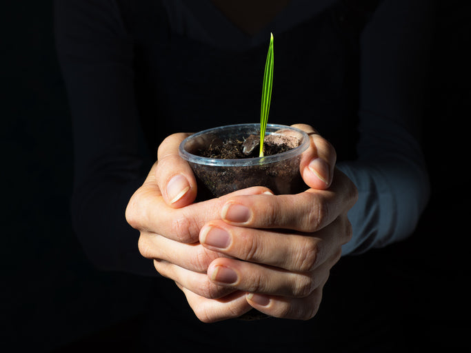 Palmiers d'intérieur - Mélange de graines x 10