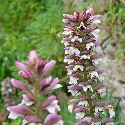 Graines d'acanthe à feuilles molles