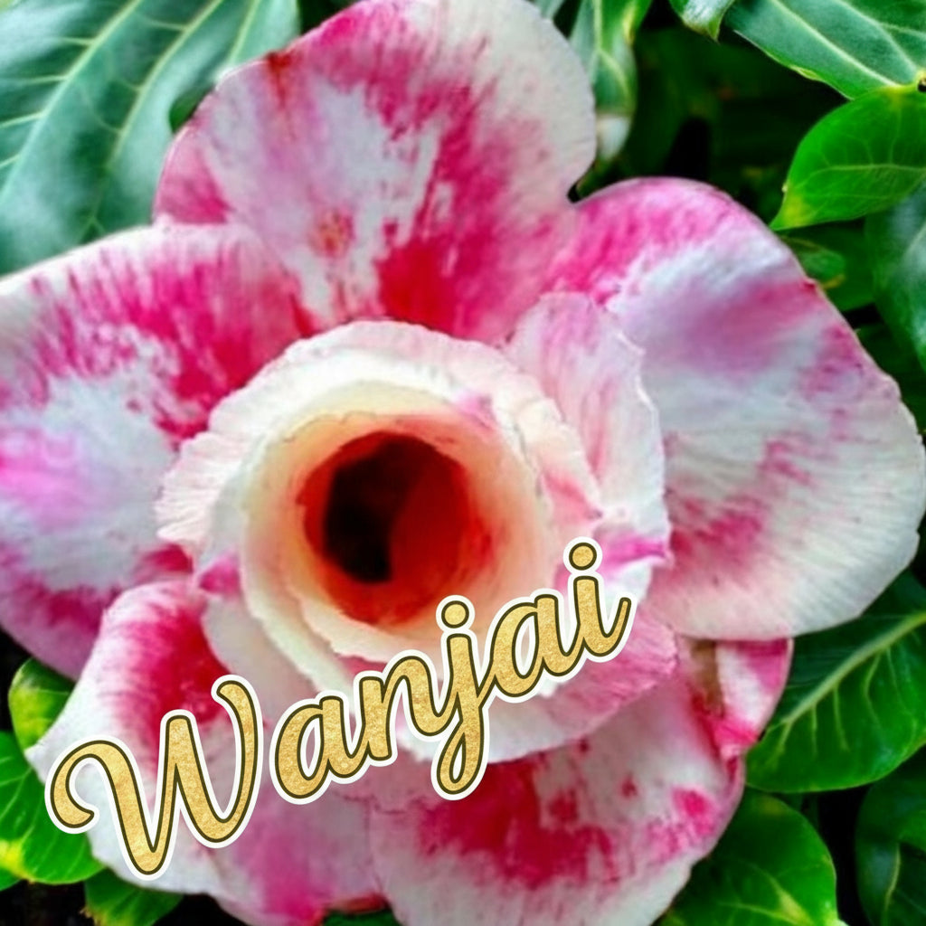 graines germées faux baobab