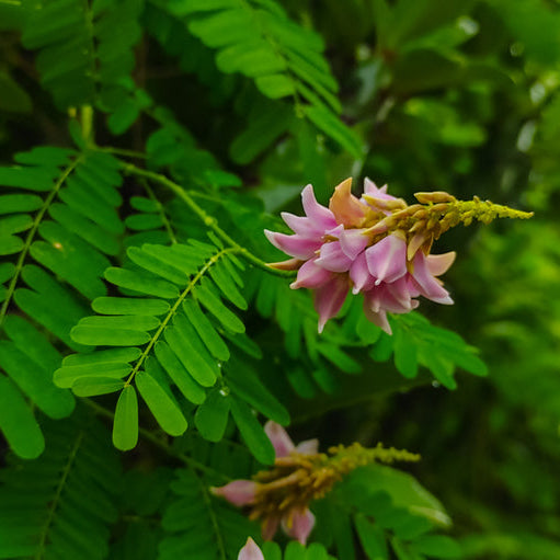 Graines d'Abrus Precatorius