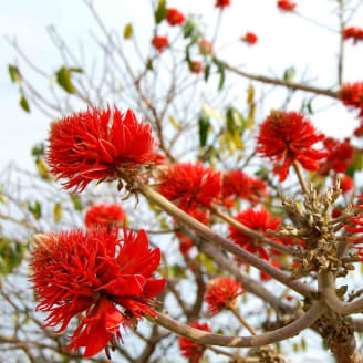 graines d'arbre corail ou erythrina abyssinica