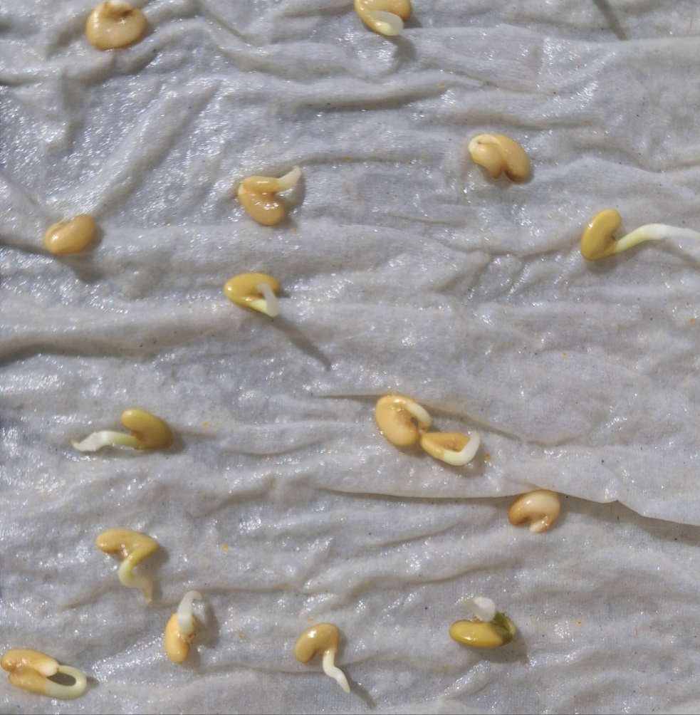 Graines germées de Crotalaria Cunninghamii